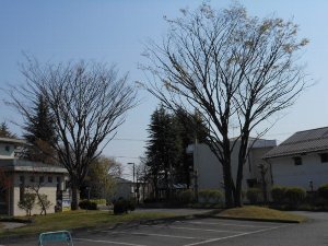 2本の木が植えられている駐車場の写真
