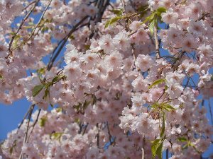 一部、葉が芽生え始めた桜の写真