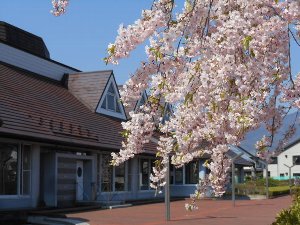 青空の下、建物の近くにある桜の木に花が咲いている写真