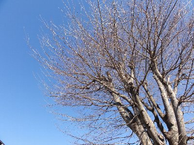 青い空とその手前で葉が落ちた木を下から見上げた構図で撮られた写真