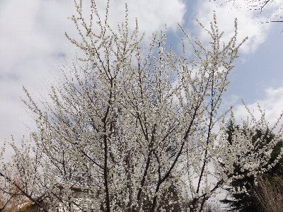 駐車場の桜の枝に白い桜の花がついている木を下から見上げた構図の写真