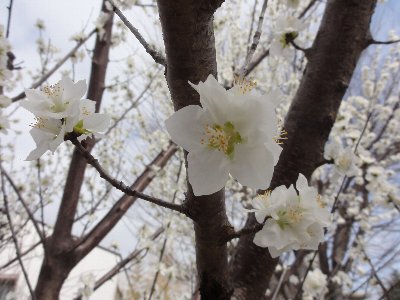 枝についた白い桜の花をアップで撮った写真