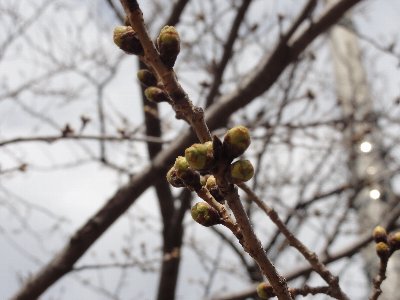 桜の蕾をアップで写した写真