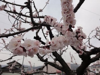 会館入り口のあんずの花がたくさん開花している写真