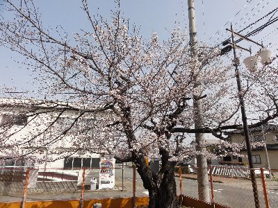 工事フェンスの手前で桜の木の花が咲いている写真