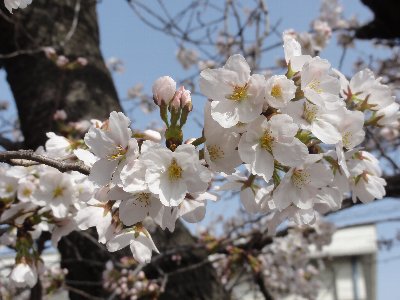桜の花が満開になっている様子をアップで写した写真