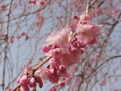 ピンク色の花が枝について咲いている枝垂桜のアップの写真