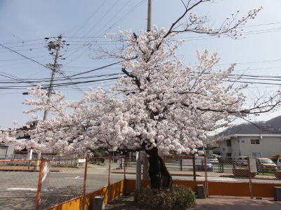 工事フェンスの手前で花が満開に咲いている桜の木の写真