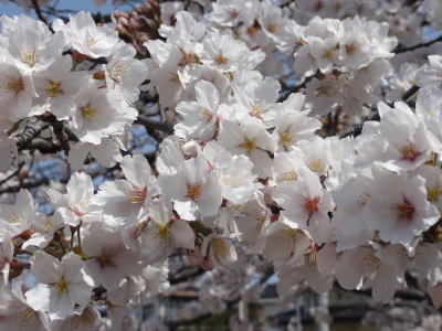 桜の花が満開に咲いている様子をアップで写した写真