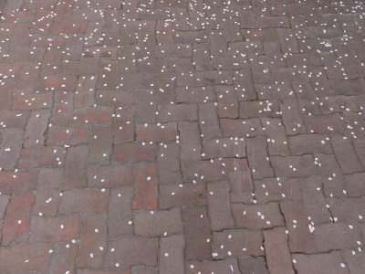桜の花びらがまばらに地面に散っている写真