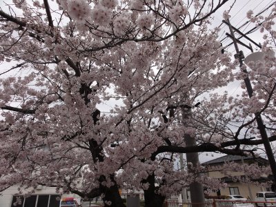 外の桜の木の花を下から見上げた写真