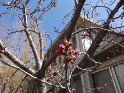 八重桜の木の枝に赤く蕾が色づいている写真