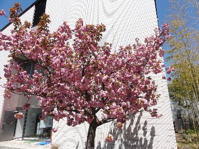 白い建物の手前で八重桜が満開に咲いている写真