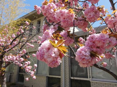 満開の八重桜をアップで写した写真
