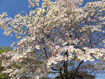 あんずホールに咲いている少し葉桜になってきている桜の木の桜の写真