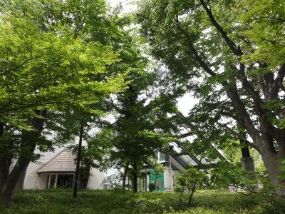 ホールの建物の外でケヤキの木が聳え緑の葉を茂らせている写真