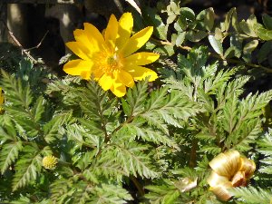 植え込みの黄色い花を咲かせた福寿草の写真