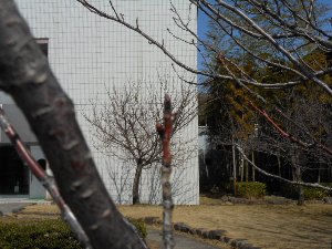 青空の日に撮影した桜の木々の写真